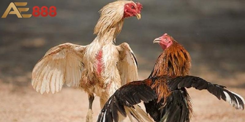 Thời điểm đặt cược có thể ảnh hưởng đến kết quả